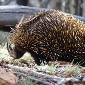 Tachyglossus aculeatus at Canberra Central, ACT - 19 Jul 2015 03:19 PM