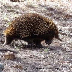 Tachyglossus aculeatus at Canberra Central, ACT - 19 Jul 2015 03:19 PM