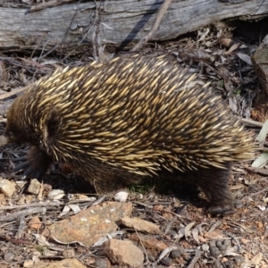 Tachyglossus aculeatus at Canberra Central, ACT - 19 Jul 2015 03:19 PM