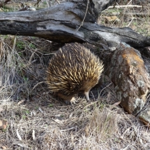 Tachyglossus aculeatus at Canberra Central, ACT - 19 Jul 2015 03:19 PM