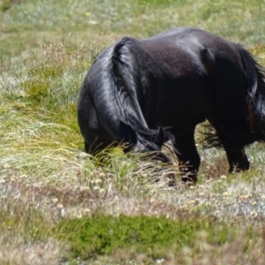 Equus caballus at Kosciuszko, NSW - 6 Feb 2016 12:28 PM