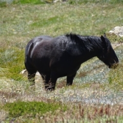 Equus caballus at Kosciuszko, NSW - 6 Feb 2016 12:28 PM