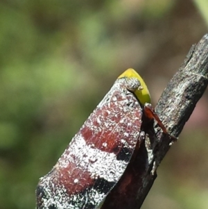 Platybrachys decemmacula at Aranda, ACT - 29 Nov 2015 12:00 AM