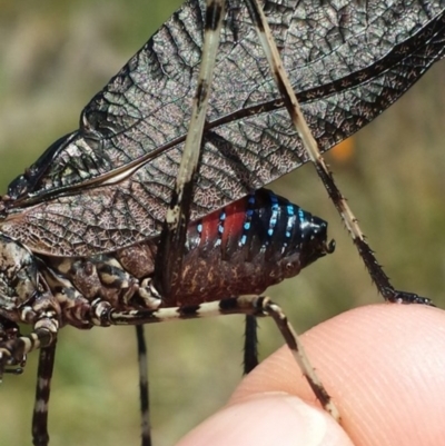 Acripeza reticulata (Mountain Katydid) at Paddys River, ACT - 30 Dec 2015 by MattM