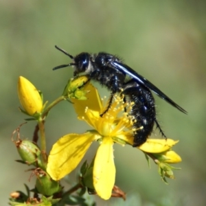 Scoliidae sp. (family) at Symonston, ACT - 8 Feb 2016