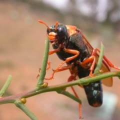 Perga sp. (genus) (Sawfly or Spitfire) at Watson, ACT - 13 Mar 2015 by waltraud