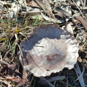 Calvatia sp. at Farrer, ACT - 8 Aug 2016