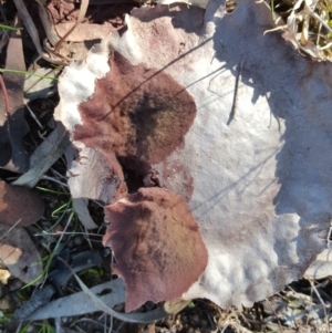 Calvatia sp. at Farrer, ACT - 8 Aug 2016 02:02 AM