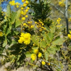 Acacia baileyana at Farrer, ACT - 8 Aug 2016