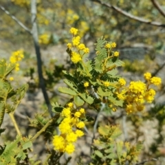 Acacia baileyana at Farrer, ACT - 8 Aug 2016