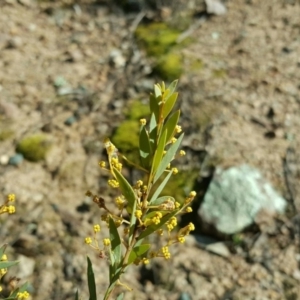 Acacia lunata at Farrer, ACT - 8 Aug 2016