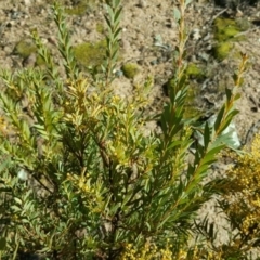 Acacia lunata at Farrer, ACT - 8 Aug 2016