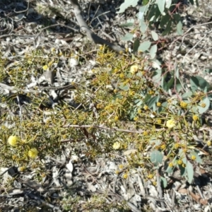 Acacia ulicifolia at Farrer, ACT - 8 Aug 2016 12:00 AM