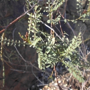 Indigofera adesmiifolia at Majura, ACT - 8 Aug 2016