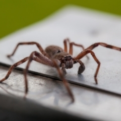 Isopeda sp. (genus) (Huntsman Spider) at Murrumbateman, NSW - 30 Jul 2016 by SallyandPeter