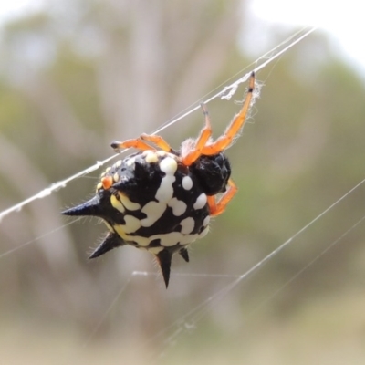 Austracantha minax (Christmas Spider, Jewel Spider) at Greenway, ACT - 15 Dec 2015 by MichaelBedingfield