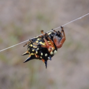 Austracantha minax at Greenway, ACT - 15 Dec 2015 07:08 PM