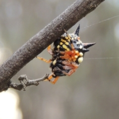 Austracantha minax at Greenway, ACT - 15 Dec 2015 07:08 PM