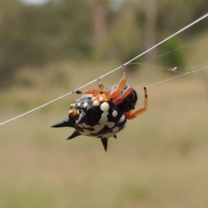 Austracantha minax at Greenway, ACT - 15 Dec 2015 07:08 PM