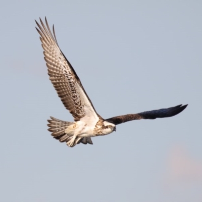 Pandion haliaetus (Osprey) at Merimbula, NSW - 28 Jun 2016 by Leo