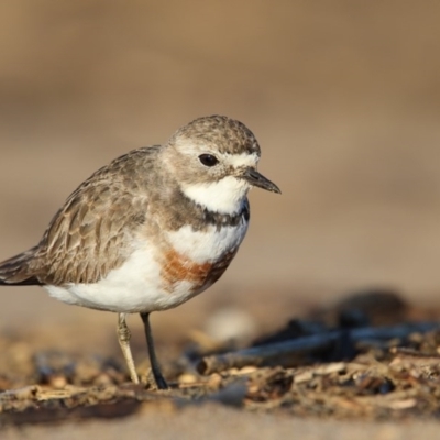 Anarhynchus bicinctus (Double-banded Plover) at Mogareeka, NSW - 24 Jul 2016 by Leo