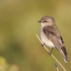 Microeca fascinans (Jacky Winter) at Eden, NSW - 28 Jun 2016 by Leo