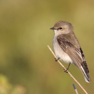 Microeca fascinans (Jacky Winter) at Eden, NSW - 29 Jun 2016 by Leo