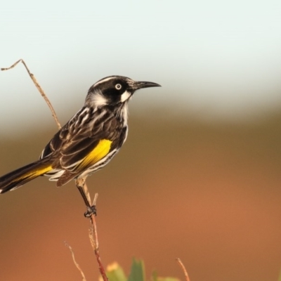 Phylidonyris novaehollandiae (New Holland Honeyeater) at Eden, NSW - 29 Jun 2016 by Leo