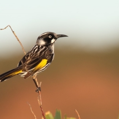 Phylidonyris novaehollandiae (New Holland Honeyeater) at Eden, NSW - 28 Jun 2016 by Leo