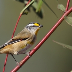 Pardalotus striatus (Striated Pardalote) at Bibbenluke, NSW - 14 May 2016 by Leo