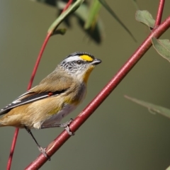 Pardalotus striatus (Striated Pardalote) at Black Lake & Black Lake TSR (near Bibbenluke) - 13 May 2016 by Leo