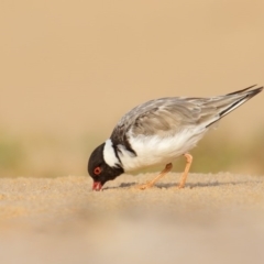 Charadrius rubricollis (Hooded Plover) at Tura Beach, NSW - 5 Mar 2016 by Leo