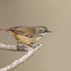 Sericornis frontalis (White-browed Scrubwren) at Eden, NSW - 15 Apr 2016 by Leo