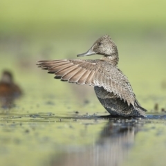 Stictonetta naevosa (Freckled Duck) at Bournda, NSW - 28 Jan 2016 by Leo