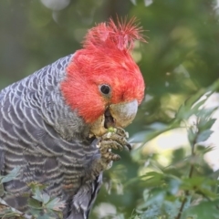 Callocephalon fimbriatum (Gang-gang Cockatoo) at Pambula, NSW - 17 Jan 2016 by Leo