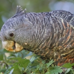 Callocephalon fimbriatum (Gang-gang Cockatoo) at Pambula, NSW - 17 Jan 2016 by Leo