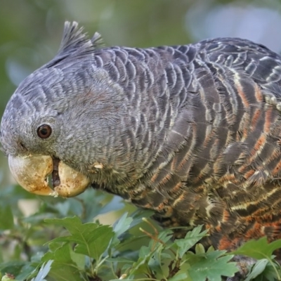 Callocephalon fimbriatum (Gang-gang Cockatoo) at Pambula, NSW - 17 Jan 2016 by Leo