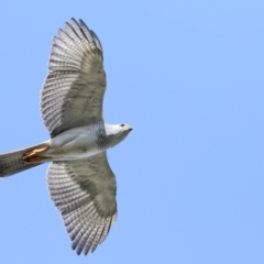 Tachyspiza novaehollandiae (Grey Goshawk) at Merimbula, NSW - 28 Dec 2015 by Leo