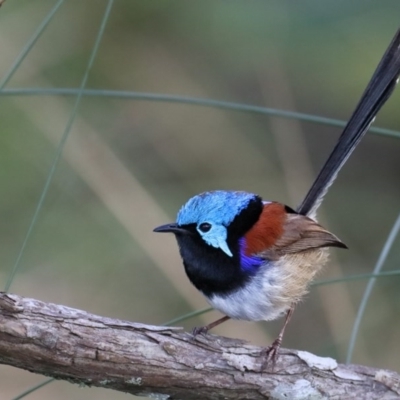 Malurus lamberti (Variegated Fairywren) at Merimbula, NSW - 29 Sep 2015 by Leo