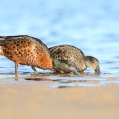 Anas castanea (Chestnut Teal) at Mogareeka, NSW - 3 Dec 2015 by Leo