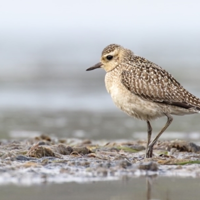 Pluvialis fulva (Pacific Golden Plover) at Eden, NSW - 27 Oct 2015 by Leo