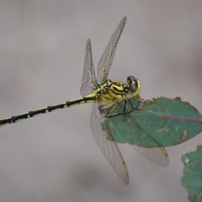 Austrogomphus guerini (Yellow-striped Hunter) at Red Hill, ACT - 28 Jan 2016 by roymcd