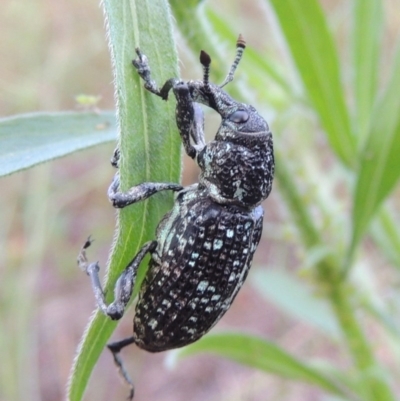 Chrysolopus spectabilis (Botany Bay Weevil) at Greenway, ACT - 2 Mar 2015 by michaelb