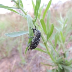 Chrysolopus spectabilis at Greenway, ACT - 2 Mar 2015