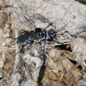 Turneromyia sp. (genus) at Hume, ACT - 30 Jan 2016 03:51 PM