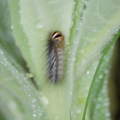 Anthelidae sp. (family) (Unidentified anthelid moth or Australian woolly bear) at Garran, ACT - 13 Nov 2015 by roymcd