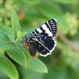 Phalaenoides glycinae at Red Hill, ACT - 17 Feb 2016