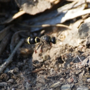 Eumeninae (subfamily) at Garran, ACT - 8 Feb 2016 06:00 PM