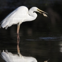 Ardea alba (Great Egret) at Merimbula, NSW - 12 Dec 2012 by Leo