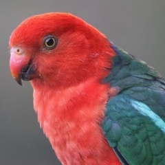 Alisterus scapularis (Australian King-Parrot) at Merimbula, NSW - 31 Dec 2015 by Leo